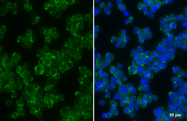 Anti-Motilin receptor antibody [HL4434] used in Immunocytochemistry/ Immunofluorescence (ICC/IF). GTX643723